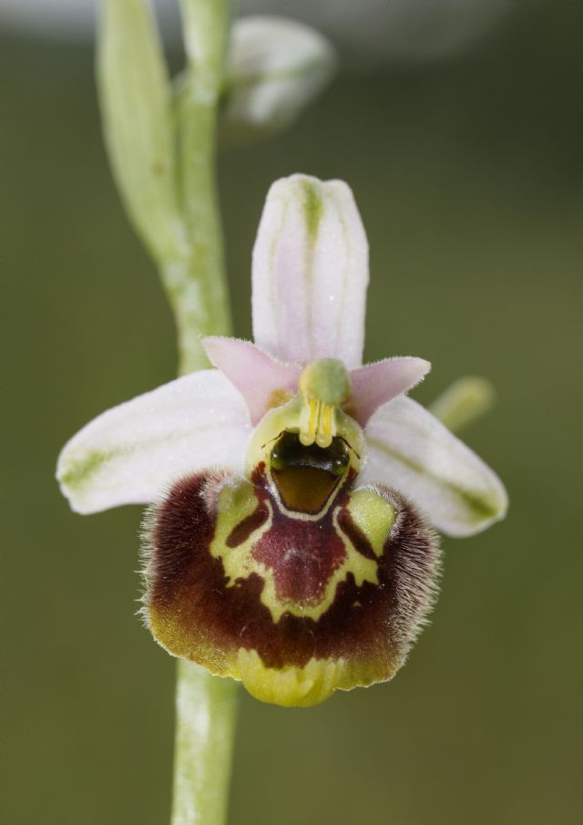 Serapias parviflora e ibridi (Mugello)